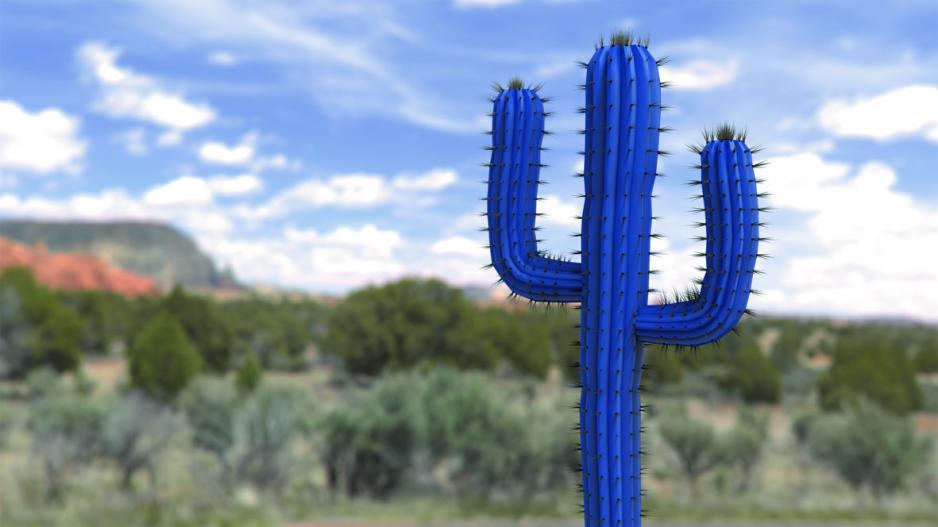 Cactus Concept Cactus Concept
